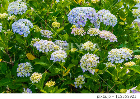 咲き始めの紫陽花 115355923