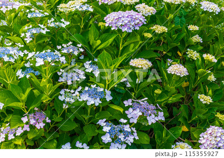 咲き始めの紫陽花 咲き始めの紫陽花 115355927