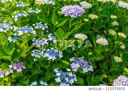 咲き始めの紫陽花 咲き始めの紫陽花 115355928
