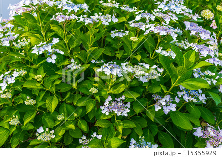 咲き始めの紫陽花 115355929