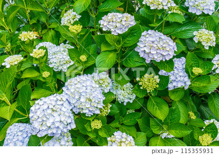 咲き始めの紫陽花 115355931