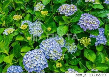 咲き始めの紫陽花 115355934