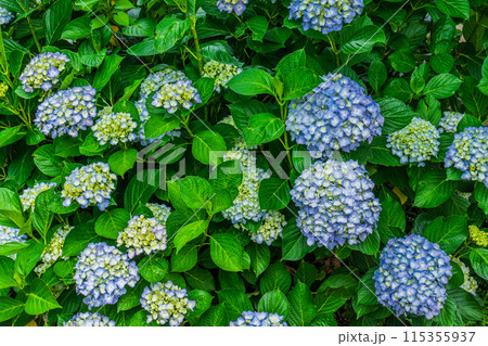 咲き始めの紫陽花 115355937