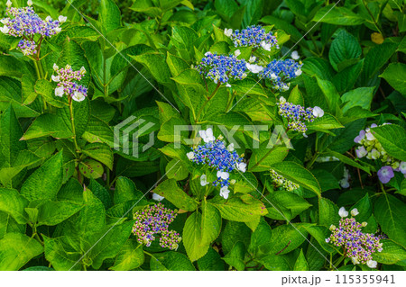 咲き始めの紫陽花 咲き始めの紫陽花 115355941