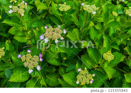 咲き始めの紫陽花 咲き始めの紫陽花 115355943