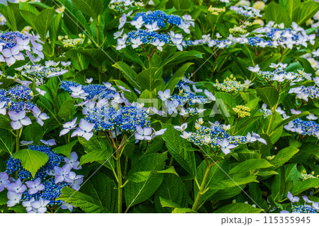 咲き始めの紫陽花 咲き始めの紫陽花 115355945