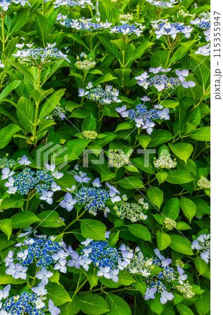 咲き始めの紫陽花 115355947