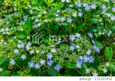 咲き始めの紫陽花 115355952
