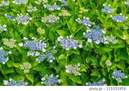 咲き始めの紫陽花 咲き始めの紫陽花 115355958
