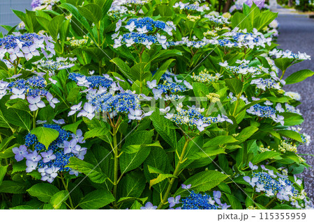 咲き始めの紫陽花 115355959