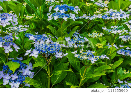 咲き始めの紫陽花 115355960