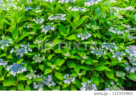 咲き始めの紫陽花 咲き始めの紫陽花 115355963