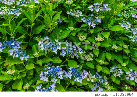 咲き始めの紫陽花 咲き始めの紫陽花 115355964