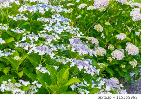 咲き始めの紫陽花 115355965