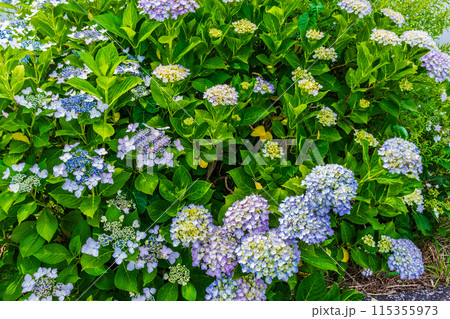 咲き始めの紫陽花 115355973