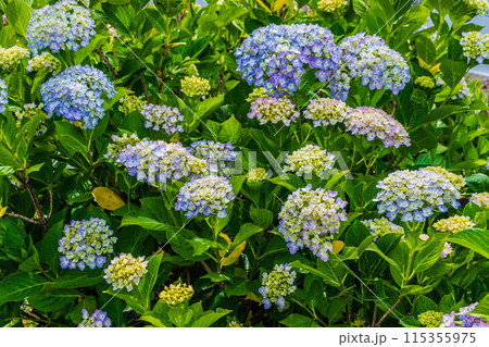 咲き始めの紫陽花 115355975