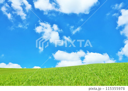 北海道　爽やかな夏の青空と新緑の草原風景 115355978