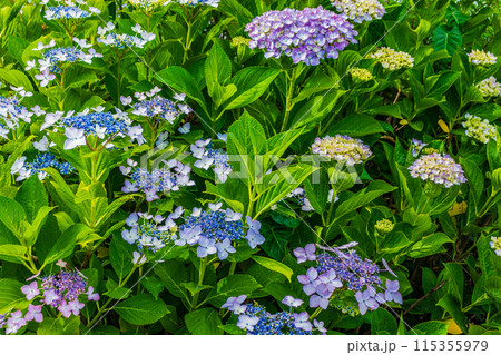 咲き始めの紫陽花 115355979