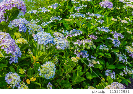 咲き始めの紫陽花 咲き始めの紫陽花 115355981
