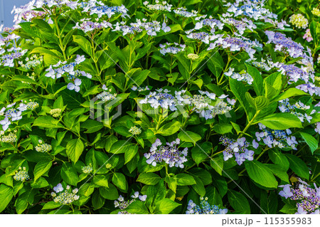 咲き始めの紫陽花 咲き始めの紫陽花 115355983
