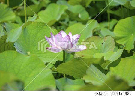 ハスの花 夏の花 イメージ 115355989