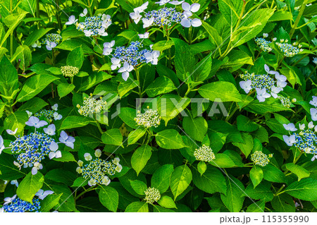 咲き始めの紫陽花 咲き始めの紫陽花 115355990
