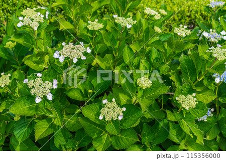 咲き始めの紫陽花 115356000