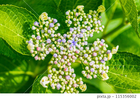咲き始めの紫陽花 咲き始めの紫陽花 115356002