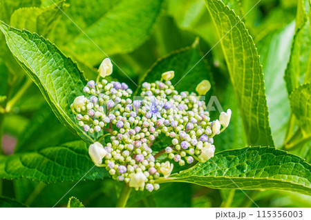 咲き始めの紫陽花 咲き始めの紫陽花 115356003
