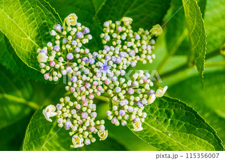 咲き始めの紫陽花 115356007