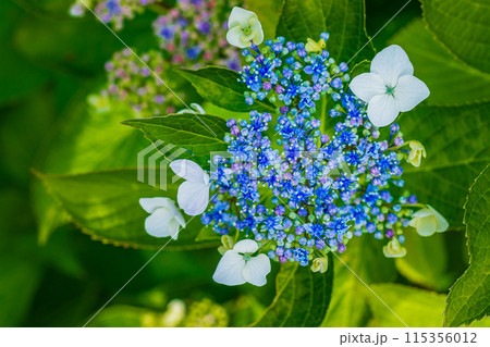 咲き始めの紫陽花 115356012
