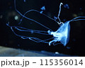 漂うクラゲ 115356014