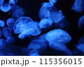 青いクラゲ 115356015