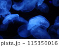 ふわふわしたクラゲ 115356016