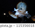 漂うクラゲ 115356018