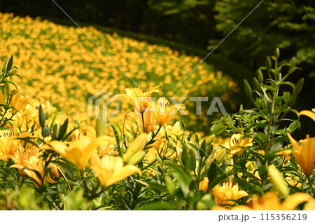 たくさんの百合の花を背景に黄色いユリの花 たくさんの百合の花を背景に黄色いユリの花 115356219