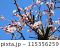 青空に映える梅の花 115356259