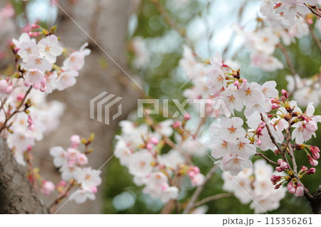桜 115356261