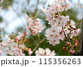 桜 115356263