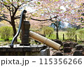 井戸と桜 115356266