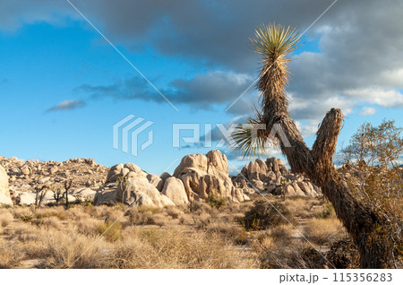 Joshua Tree National Park Joshua Tree National Park 115356283