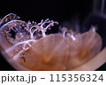 透明なクラゲ 115356324