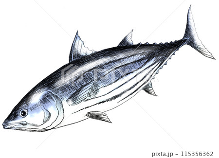 魚カツオのちょいリアルな色鉛筆画 115356362
