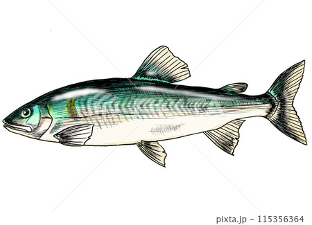 川魚アユの色鉛筆画 川魚アユの色鉛筆画 115356364
