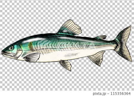 川魚アユの色鉛筆画 川魚アユの色鉛筆画 115356364