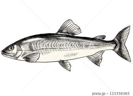 旬魚アユのシンプル白黒イラスト 115356365