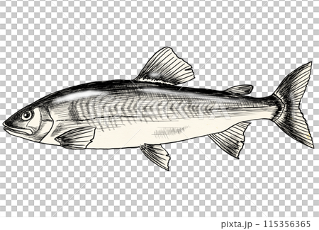 旬魚アユのシンプル白黒イラスト 115356365