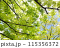新緑の季節の樹木を見上げる 115356372