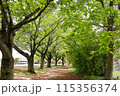 新緑に包まれた公園の情景 115356374