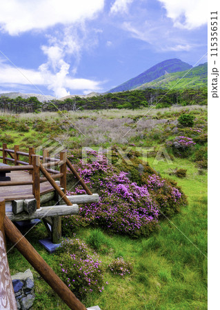 韓国岳とミヤマキリシマ（縦） 115356511